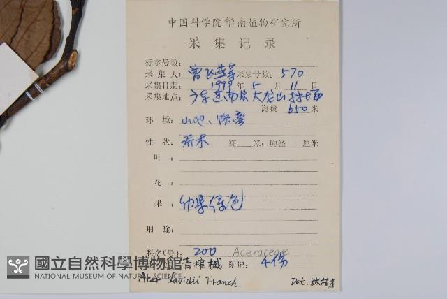 青榨槭藏品圖，第2張