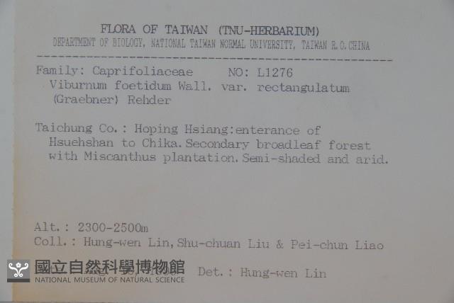 狹葉莢迷藏品圖，第2張