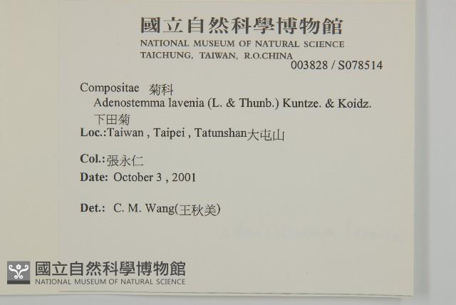 下田菊藏品圖，第2張