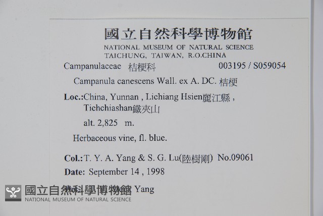 桔梗藏品圖，第2張