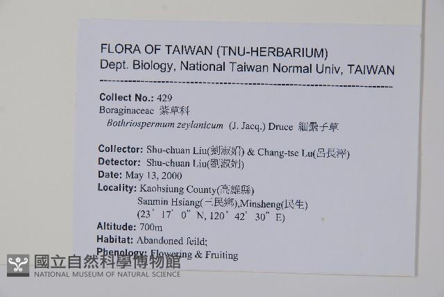 細纍子草藏品圖，第2張