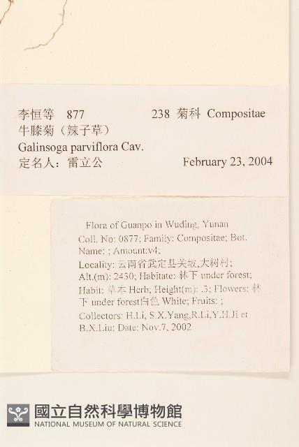 小米菊藏品圖，第2張