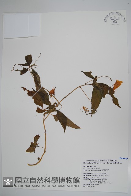 紫花鳳仙花藏品圖，第1張