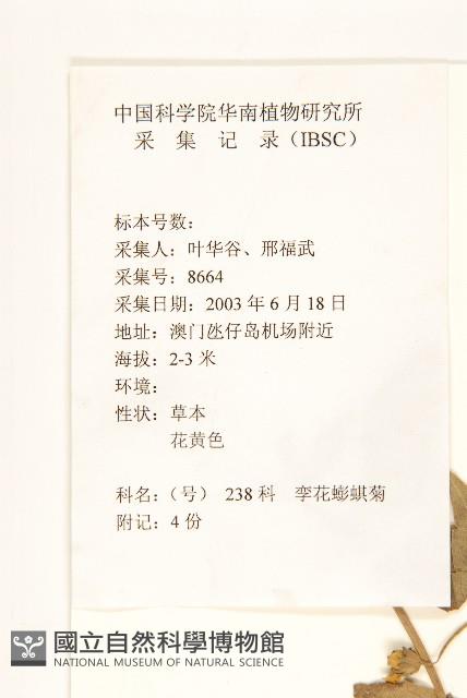 雙花蟛蜞菊藏品圖，第2張