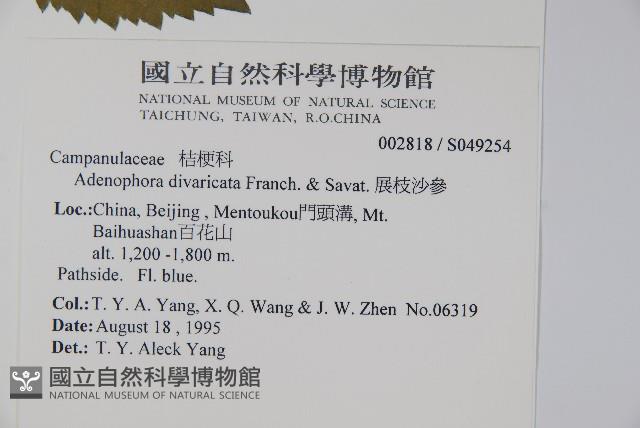 展枝沙參藏品圖，第2張