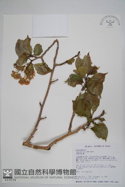 恆春厚殼樹藏品圖，第1張