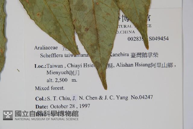 臺灣鵝掌柴藏品圖，第2張