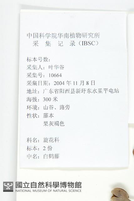 鈍葉朝顏藏品圖，第2張