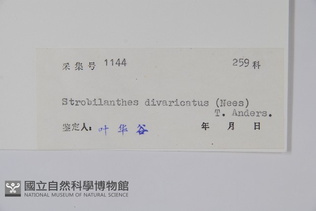 疏花馬藍藏品圖，第2張