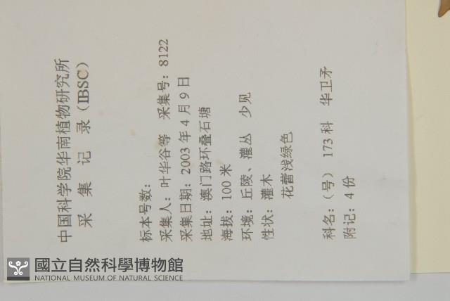 亮葉衛矛、中華衛矛藏品圖，第2張