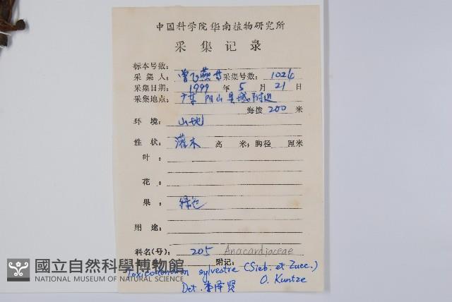 木蜡樹、野漆樹藏品圖，第2張