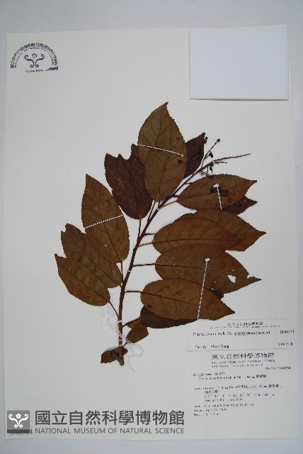 厚殼樹藏品圖，第1張