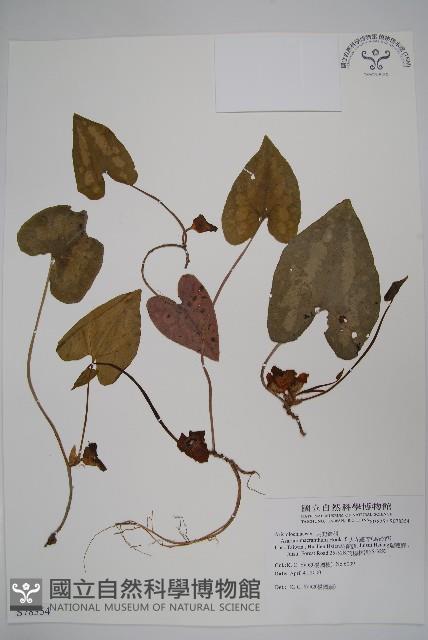 大花細辛、馬蹄香藏品圖，第1張