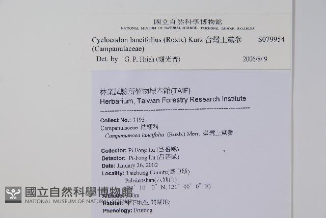 台灣土黨參藏品圖，第2張