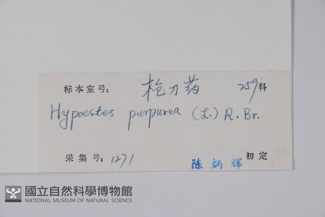 六角英, 槍刀菜藏品圖，第2張