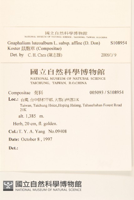 鼠麴草藏品圖，第2張