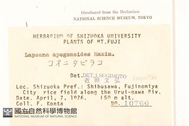 稻槎菜藏品圖，第2張