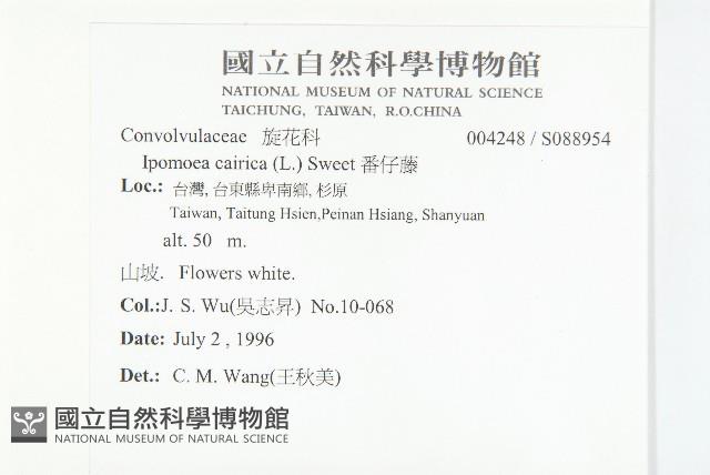 番仔藤藏品圖，第2張