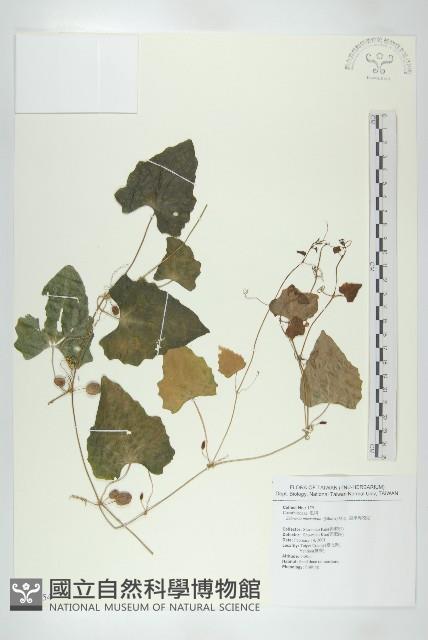 黑果馬交兒藏品圖，第1張