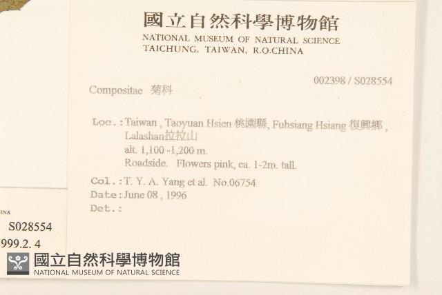 山苦藚、假福王草藏品圖，第2張