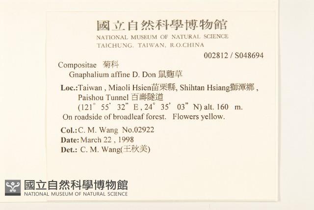 鼠麴草藏品圖，第2張