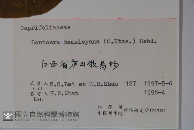 倒卵葉忍冬藏品圖，第2張