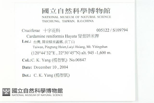 腎葉碎米薺藏品圖，第2張