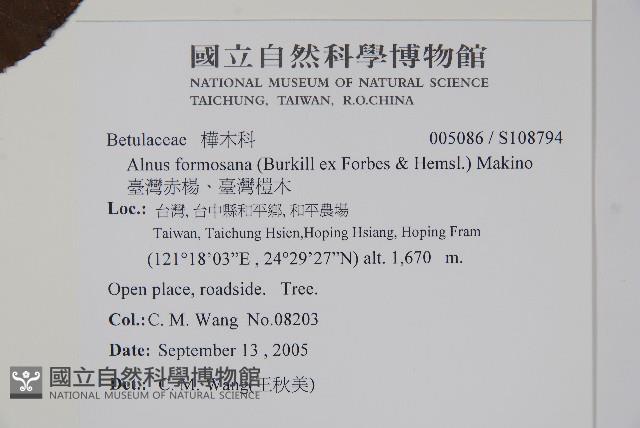 臺灣赤楊、臺灣榿木藏品圖，第2張