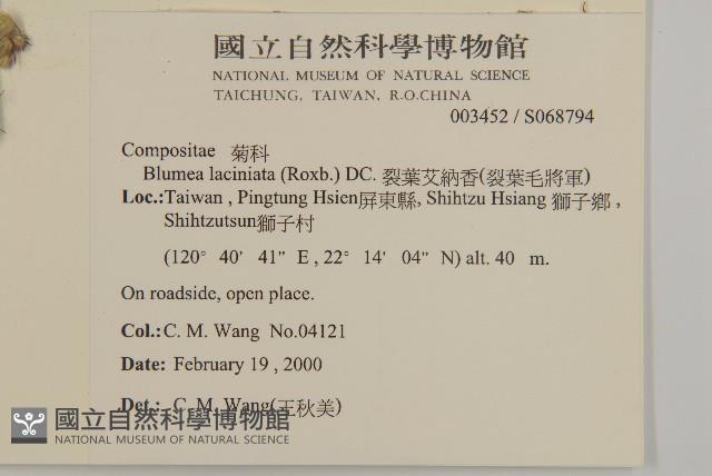 裂葉艾納香藏品圖，第2張