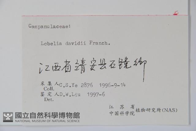 江南山梗菜藏品圖，第2張