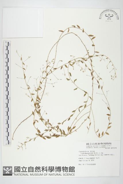 土丁桂藏品圖，第1張