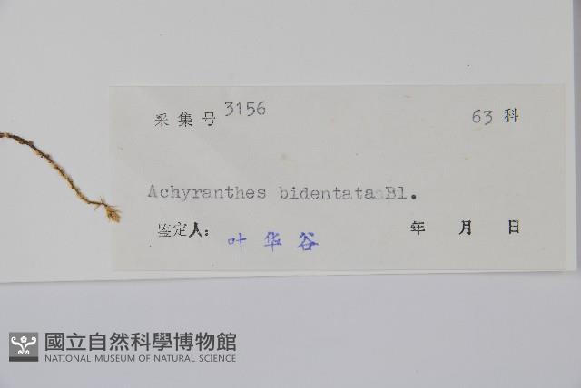 牛膝藏品圖，第2張