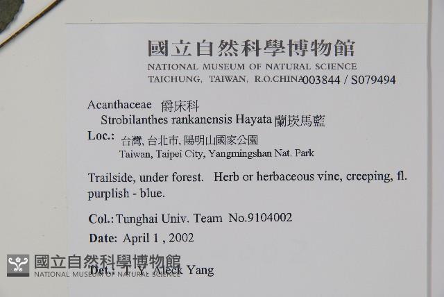 蘭嵌馬藍藏品圖，第2張