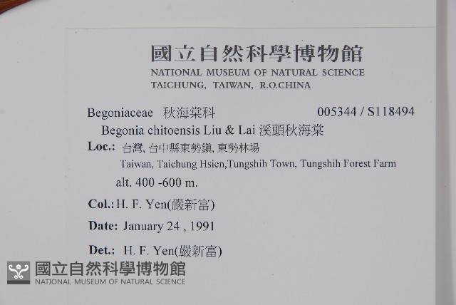 溪頭秋海棠藏品圖，第2張