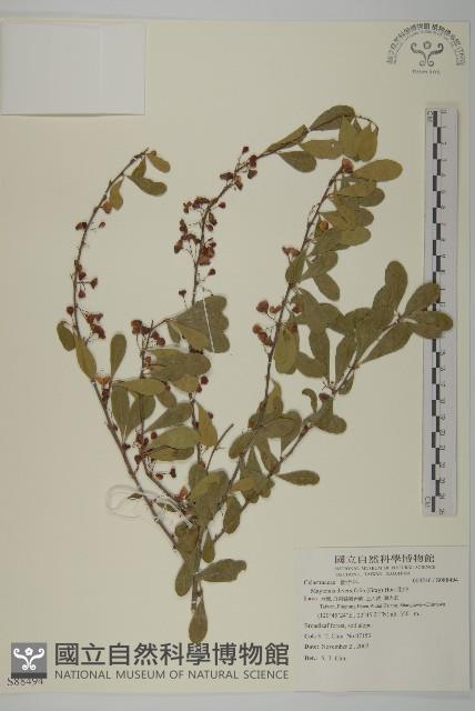 北仲, 刺裸實藏品圖，第1張