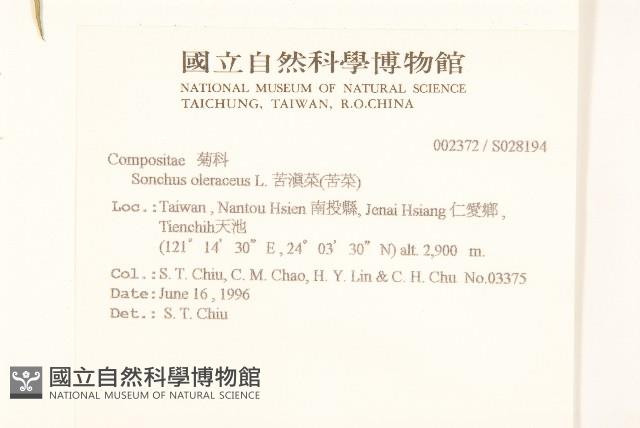 苦滇菜、苦菜藏品圖，第2張