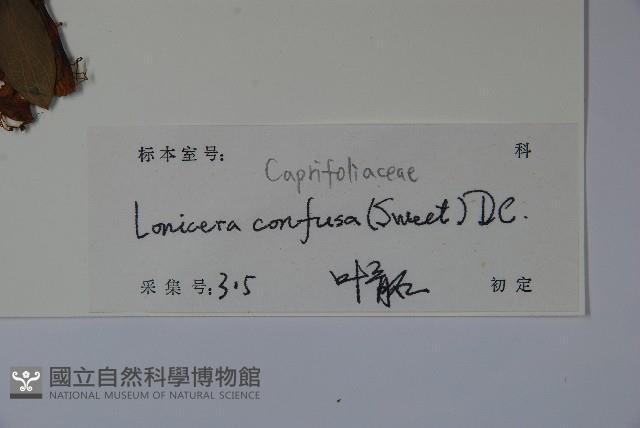 山銀花藏品圖，第2張