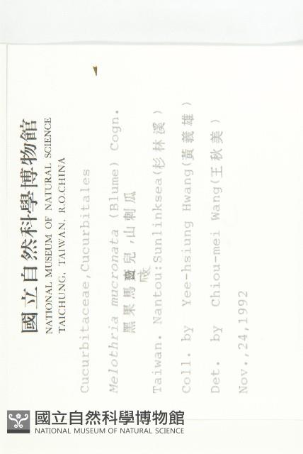 黑果馬交兒藏品圖，第2張