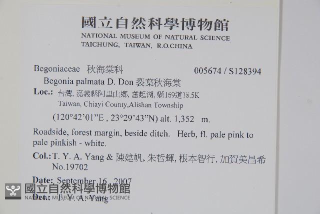 裂葉秋海棠藏品圖，第2張