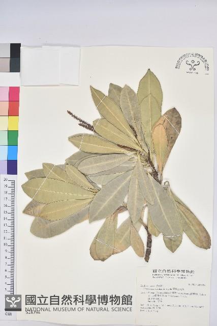 蘭嶼土沉香藏品圖，第1張