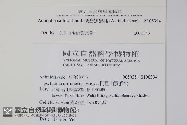 硬齒獼猴桃藏品圖，第2張