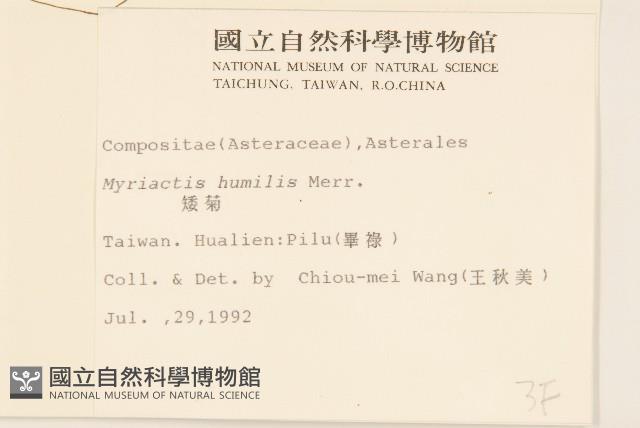 矮菊藏品圖，第2張