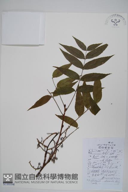 黃連木、爛心木藏品圖，第1張