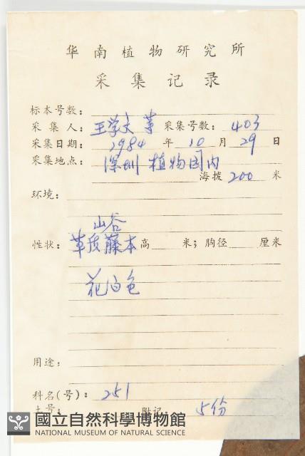 毛姬旋花藏品圖，第2張