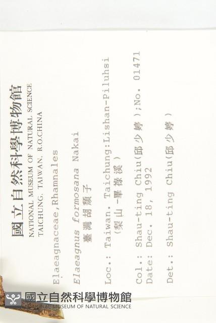 臺灣胡頹子藏品圖，第2張