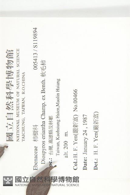 軟毛柿藏品圖，第2張