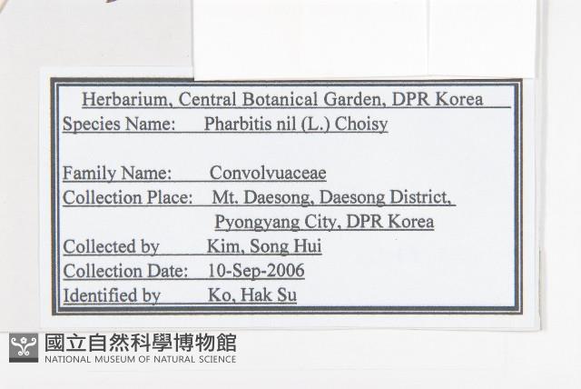 裂葉牽牛藏品圖，第2張