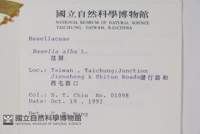 落葵藏品圖，第2張