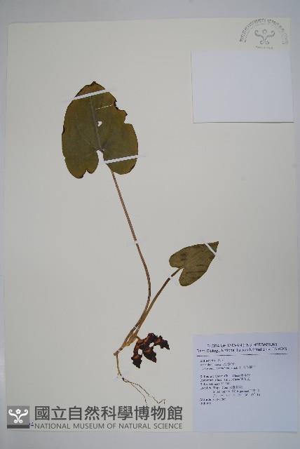 大花細辛、馬蹄香藏品圖，第1張