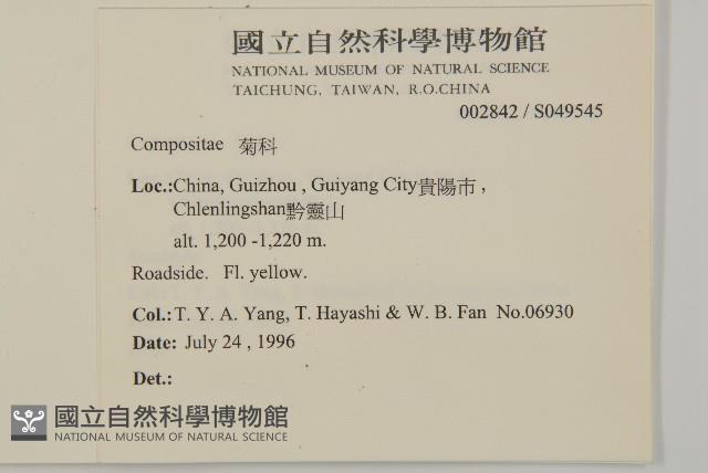 闊葉金錦香藏品圖，第2張